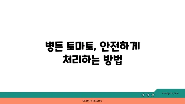 토마토 담배모자이크병, 이제 걱정하지 마세요! | 피해 최소화를 위한 5가지 필수 지침