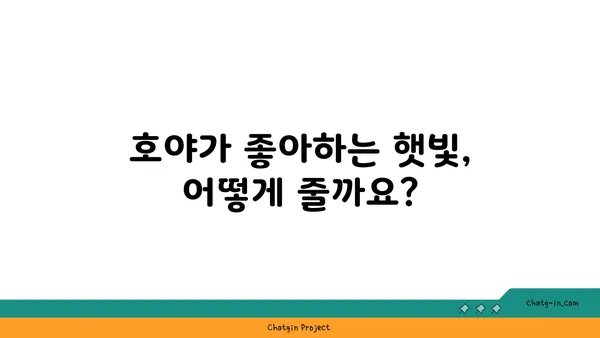 호야 키우기 완벽 가이드 | 호야 종류, 물주기, 햇빛, 번식, 병충해