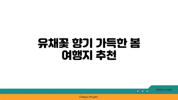 유채꽃밭의 매력에 빠지다| 유채꽃 축제 & 여행지 추천 | 유채꽃, 봄꽃, 축제, 여행, 사진 명소