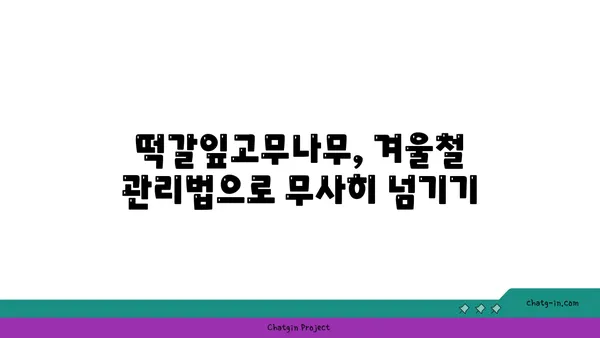 떡갈잎고무나무 키우기 완벽 가이드 | 잎꽂이, 물꽂이, 병충해, 분갈이, 겨울나기