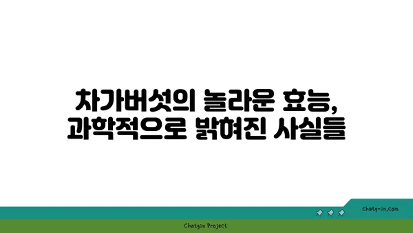 차가버섯 효능과 부작용 완벽 가이드 | 항암 효과, 면역력 강화, 주의 사항, 복용 방법