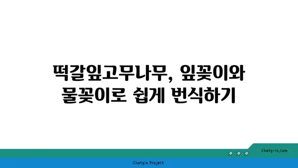 떡갈잎고무나무 키우기 완벽 가이드 | 잎꽂이, 물꽂이, 병충해, 분갈이, 겨울나기