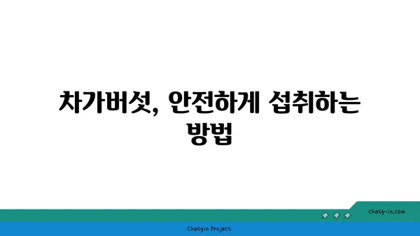 차가버섯 효능과 부작용 완벽 가이드 | 항암 효과, 면역력 강화, 주의 사항, 복용 방법