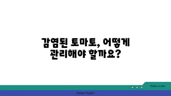 토마토 담배모자이크병, 이제 걱정하지 마세요! | 피해 최소화를 위한 5가지 필수 지침