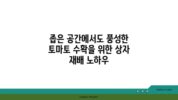 좁은 공간에서도 풍성한 수확! 상자 속 토마토 재배| 혁신적인 방법 | 베란다텃밭, 공간활용, 토마토 키우기