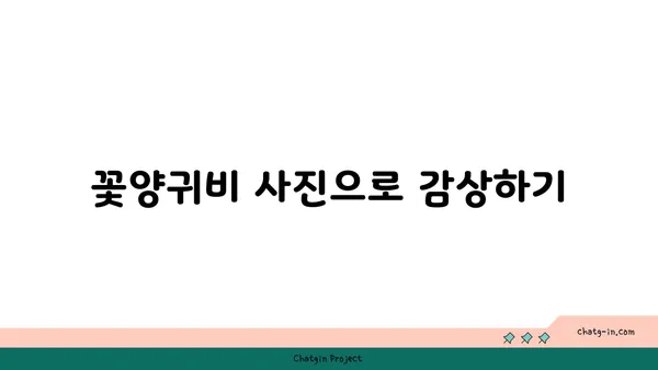 꽃양귀비의 매력에 빠지다| 아름다움과 의미, 재배 가이드 | 꽃양귀비, 꽃말, 재배 방법, 종류, 사진