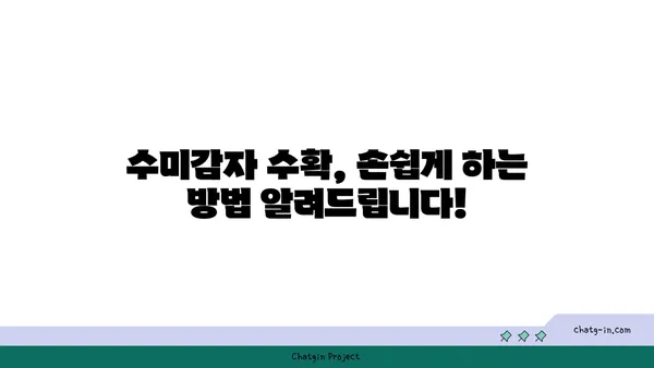 수미감자 수확의 정점| 최적의 시기와 기법 마스터하기 | 수미감자, 감자 수확, 농사, 재배, 팁