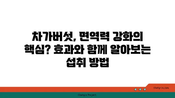 차가버섯 효능과 부작용 완벽 가이드 | 항암 효과, 면역력 강화, 주의 사항, 복용 방법