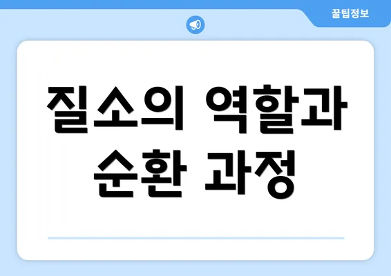 질소의 역할과 순환 과정