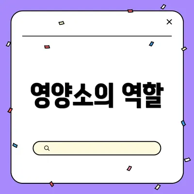 영양소의 역할